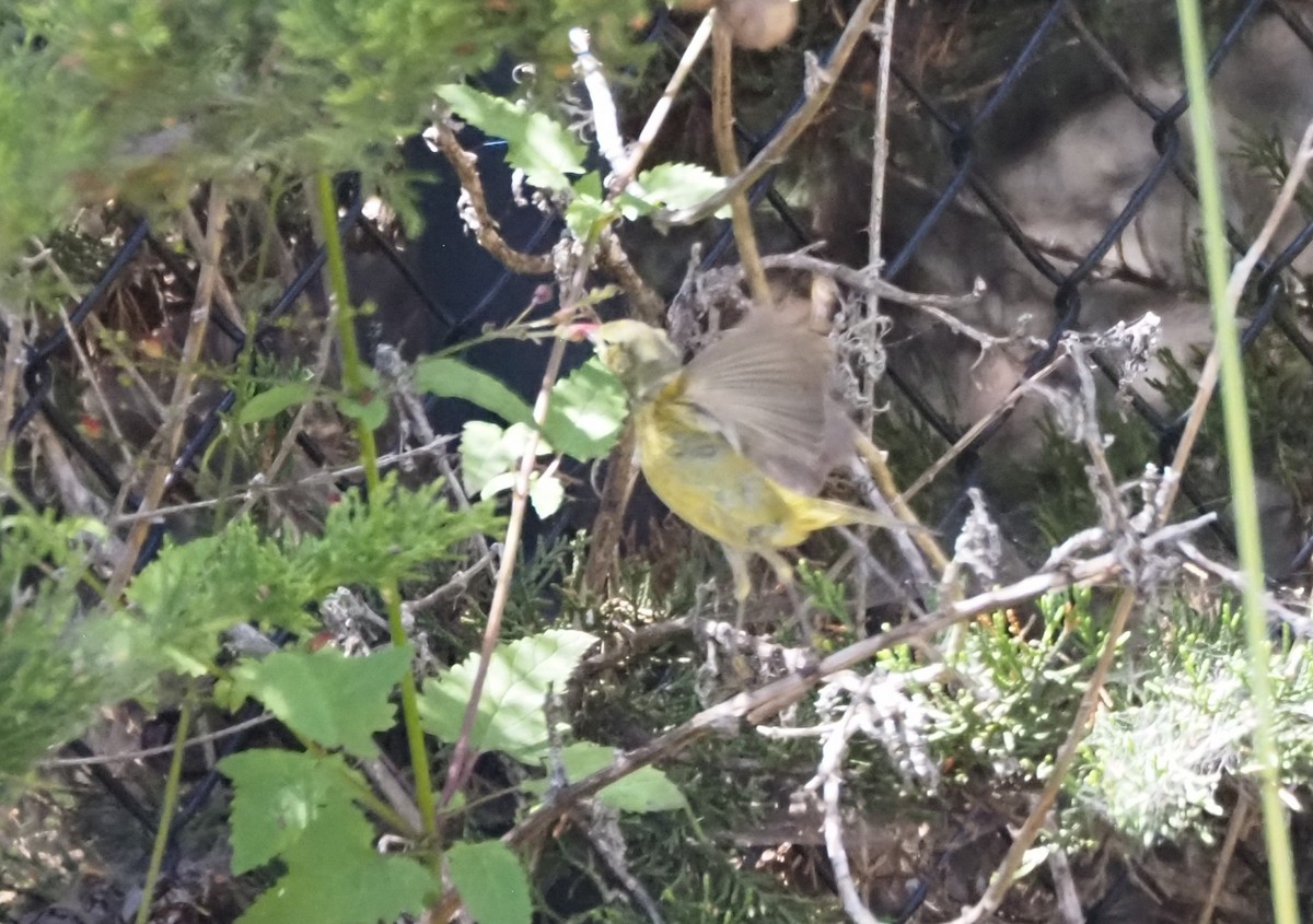 Orange-crowned Warbler - ML620995805