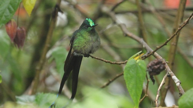 Long-tailed Sylph - ML620995932