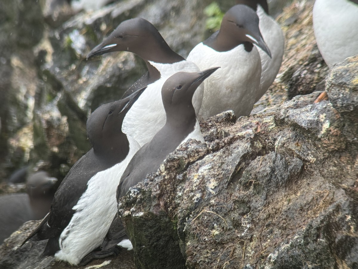Thick-billed x Common Murre (hybrid) - ML620995952