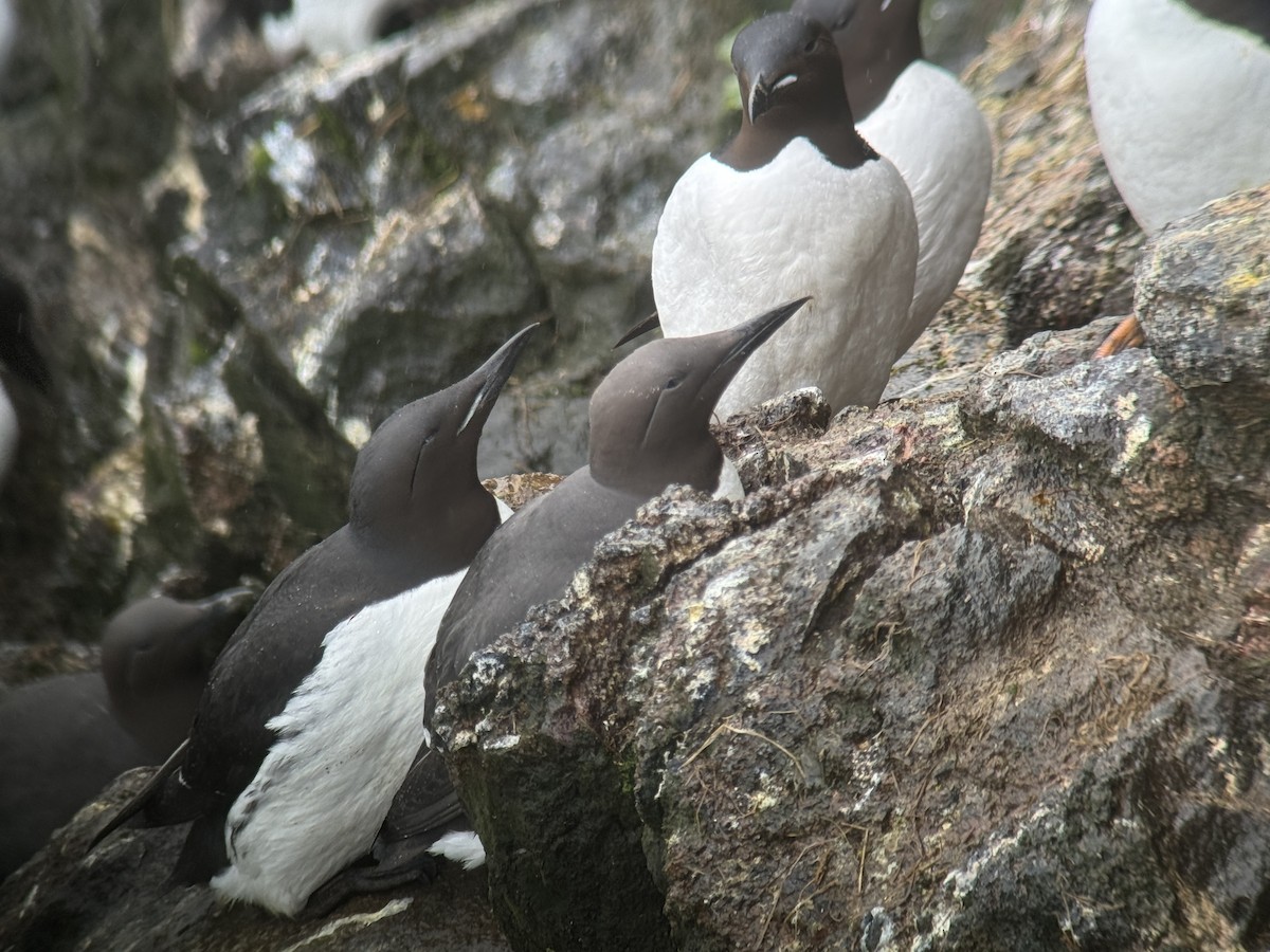 Thick-billed x Common Murre (hybrid) - ML620995953