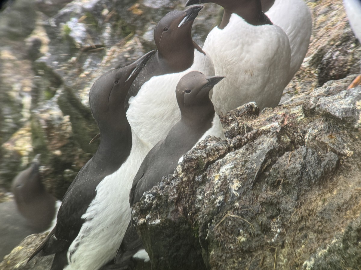 Thick-billed x Common Murre (hybrid) - ML620995954