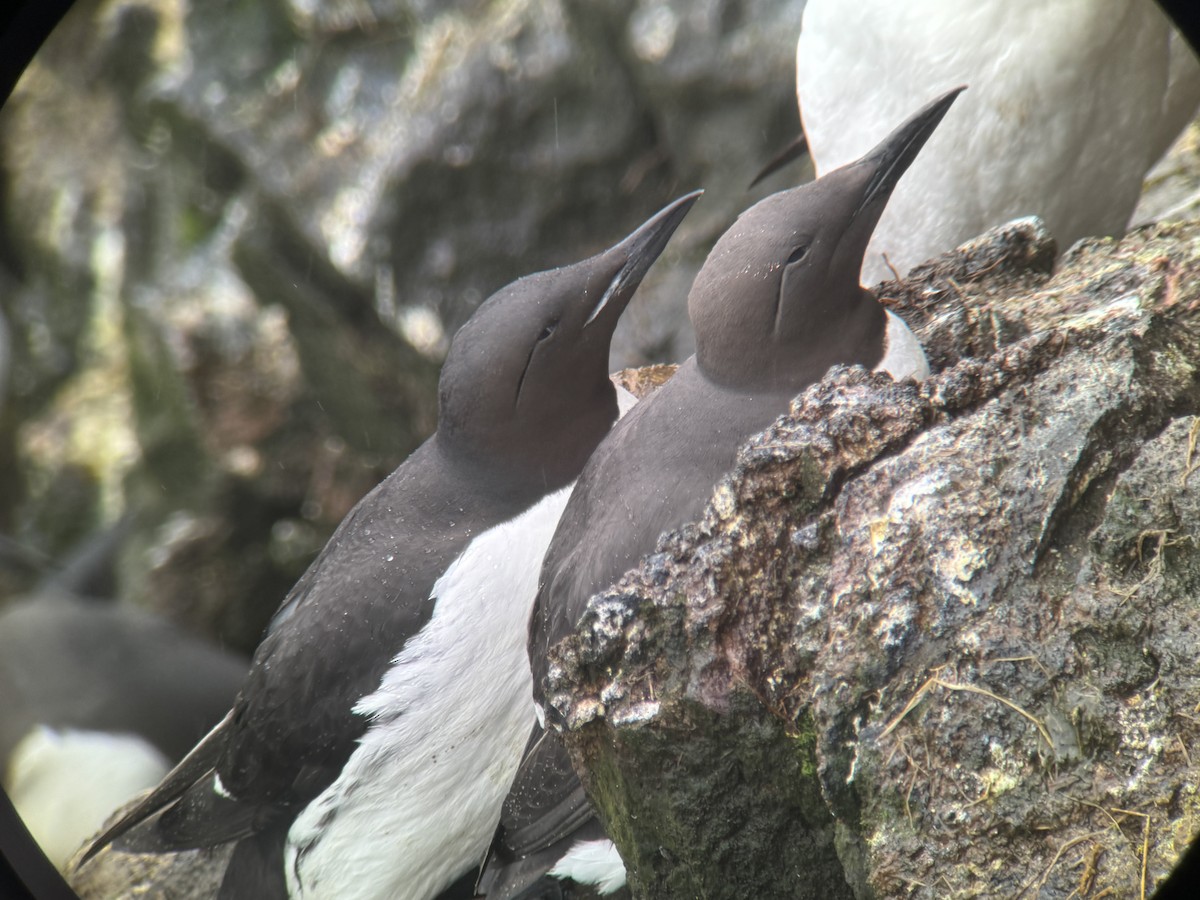 Thick-billed x Common Murre (hybrid) - ML620995955