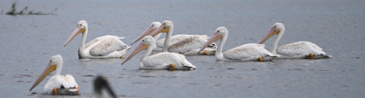pelikán severoamerický - ML620995963