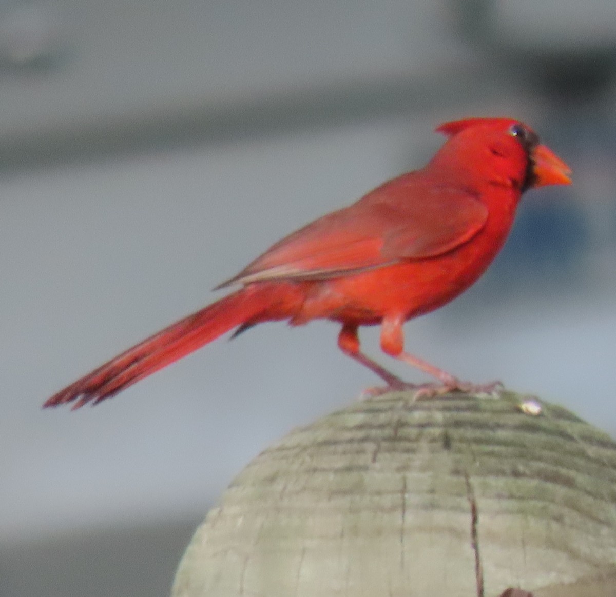 Cardinal rouge - ML620995975