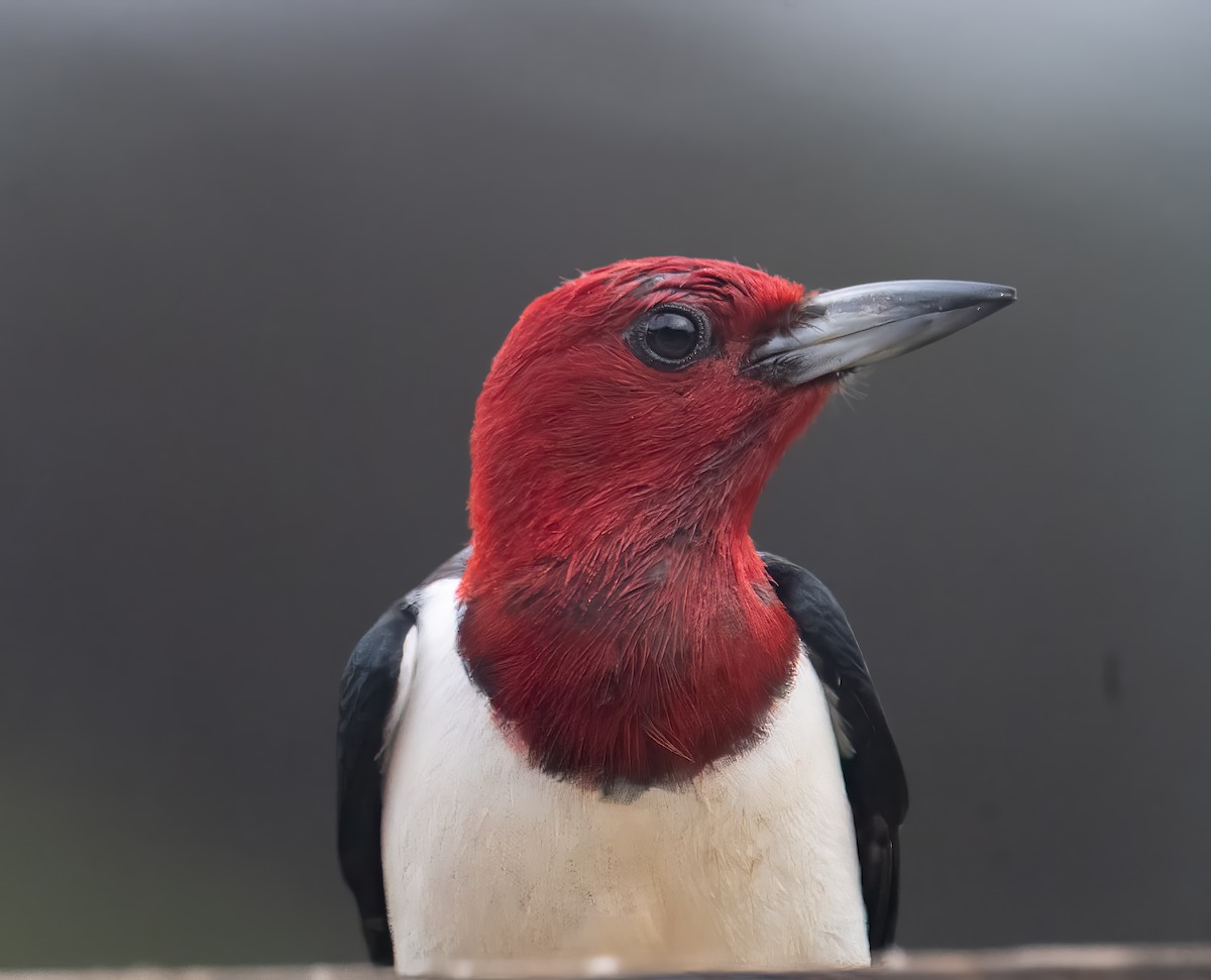 Red-headed Woodpecker - Nick Winograd
