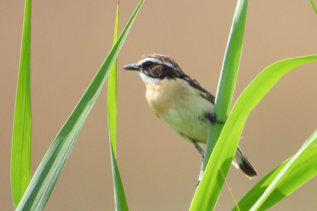 Whinchat - ML620996029