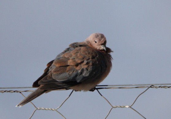 Laughing Dove - ML620996039