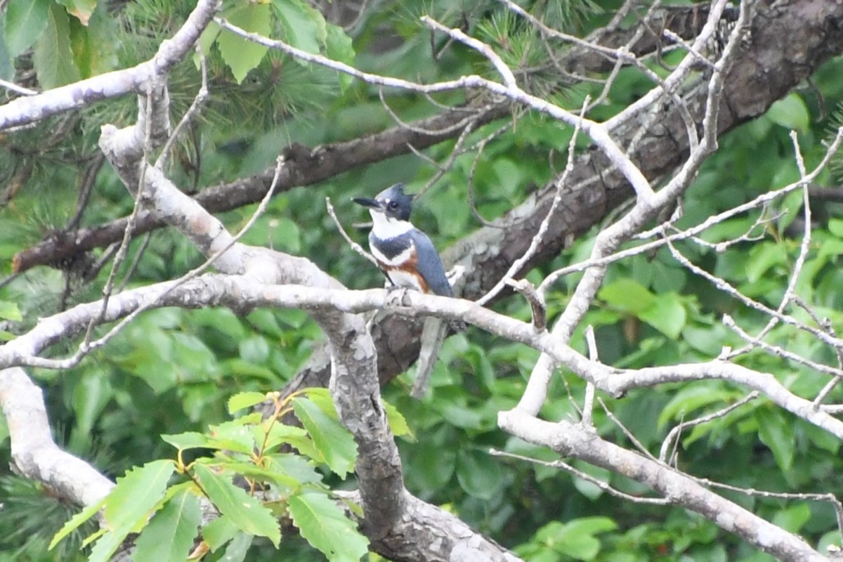 Belted Kingfisher - ML620996048