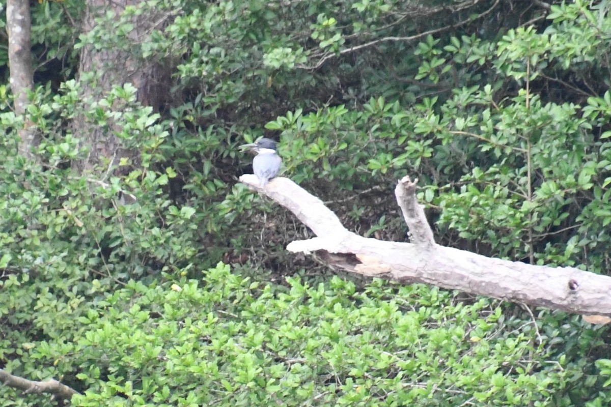 Belted Kingfisher - ML620996049