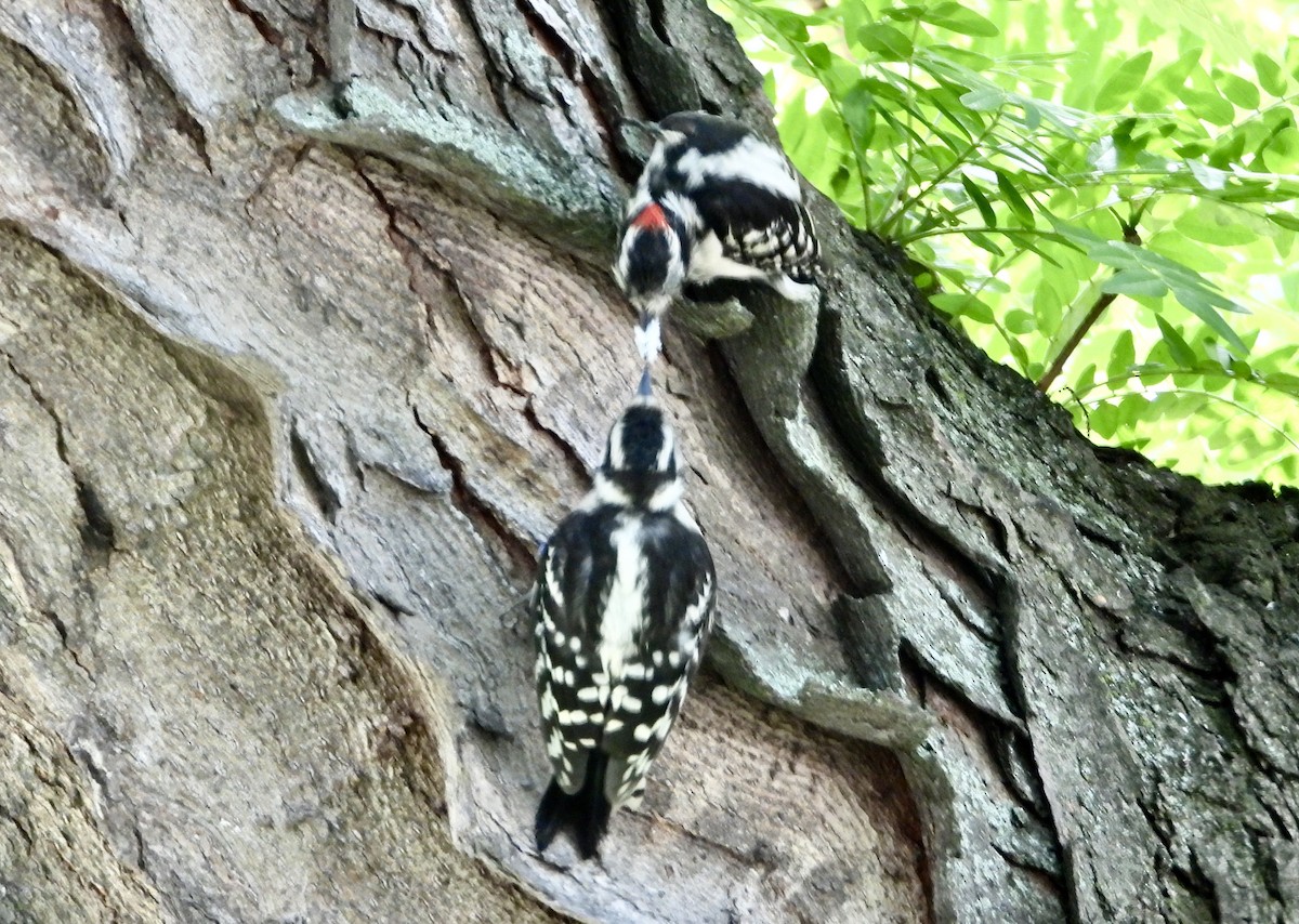 Downy Woodpecker - ML620996050