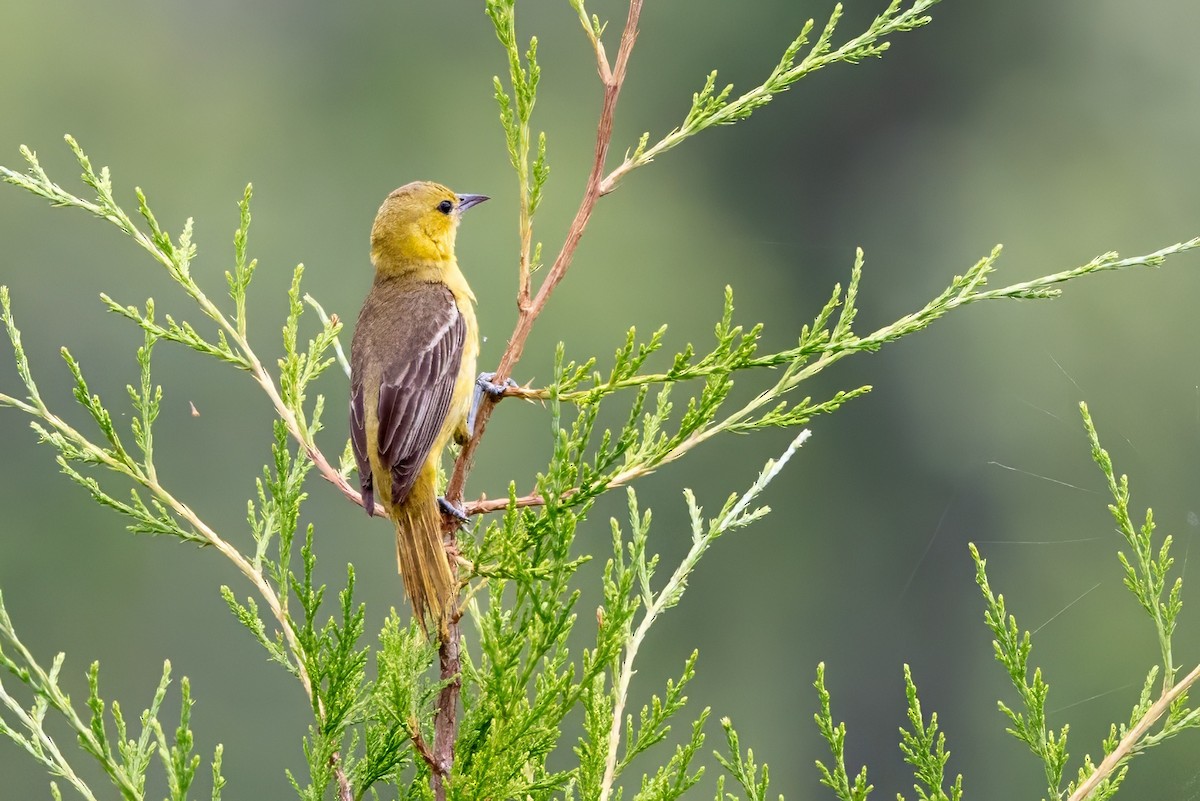 Orchard Oriole - ML620996054