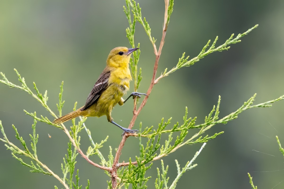 Orchard Oriole - ML620996055