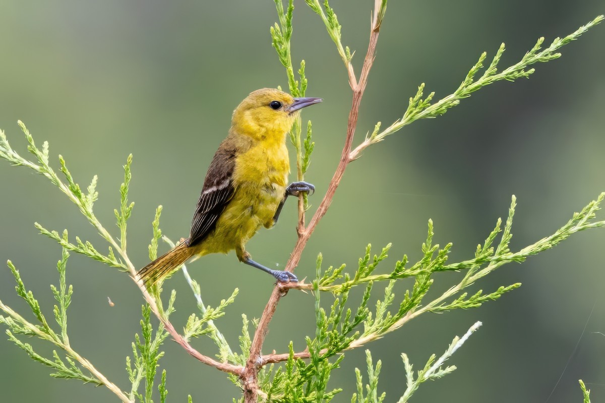 Orchard Oriole - ML620996056