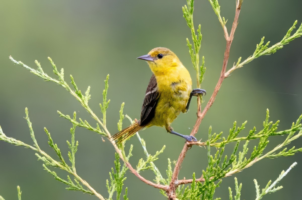 Orchard Oriole - ML620996058