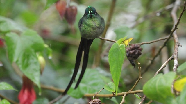 Long-tailed Sylph - ML620996064