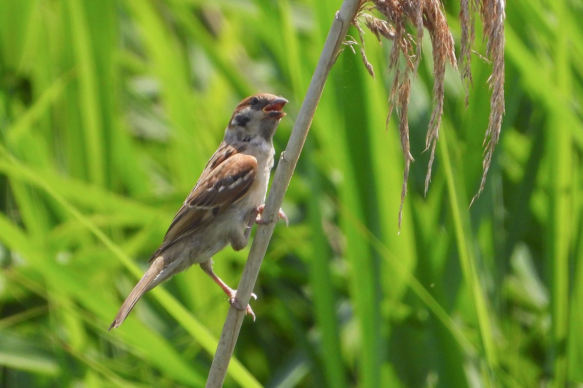 Eurasian Tree Sparrow - ML620996129