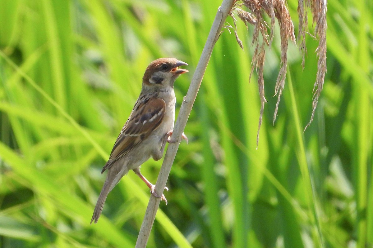 Eurasian Tree Sparrow - ML620996130