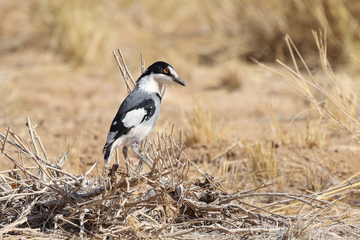 White-tailed Shrike - Daniel Engelbrecht - Birding Ecotours