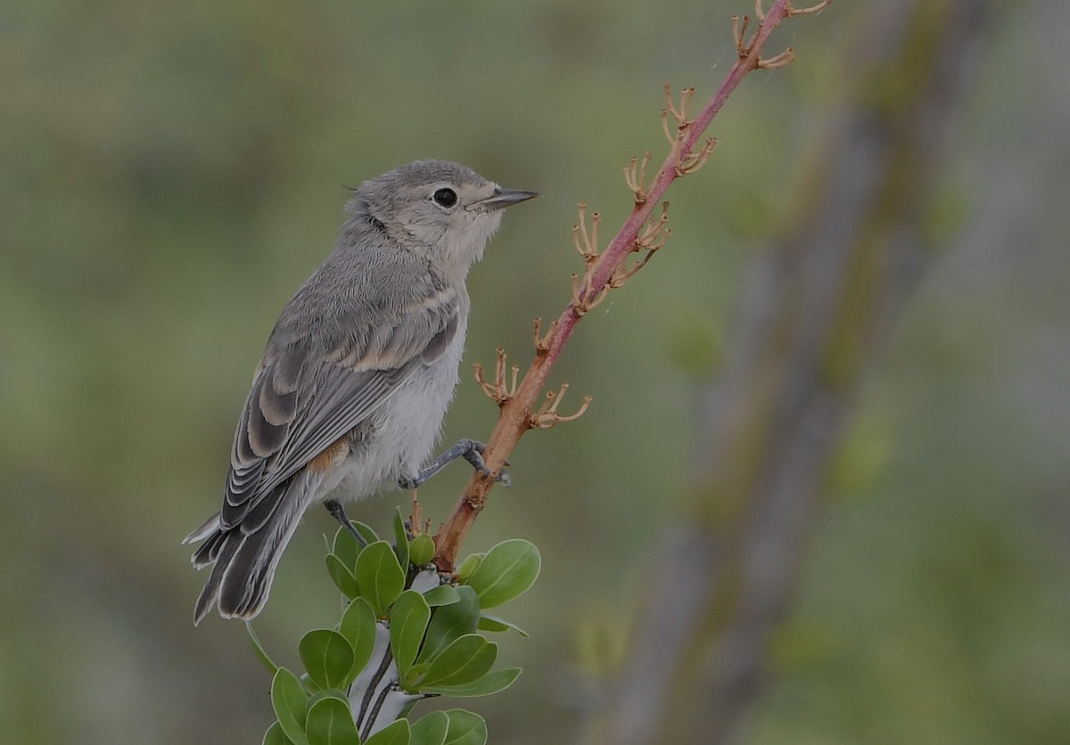 Lucy's Warbler - ML620996180
