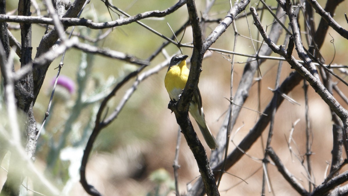 Yellow-breasted Chat - ML620996207
