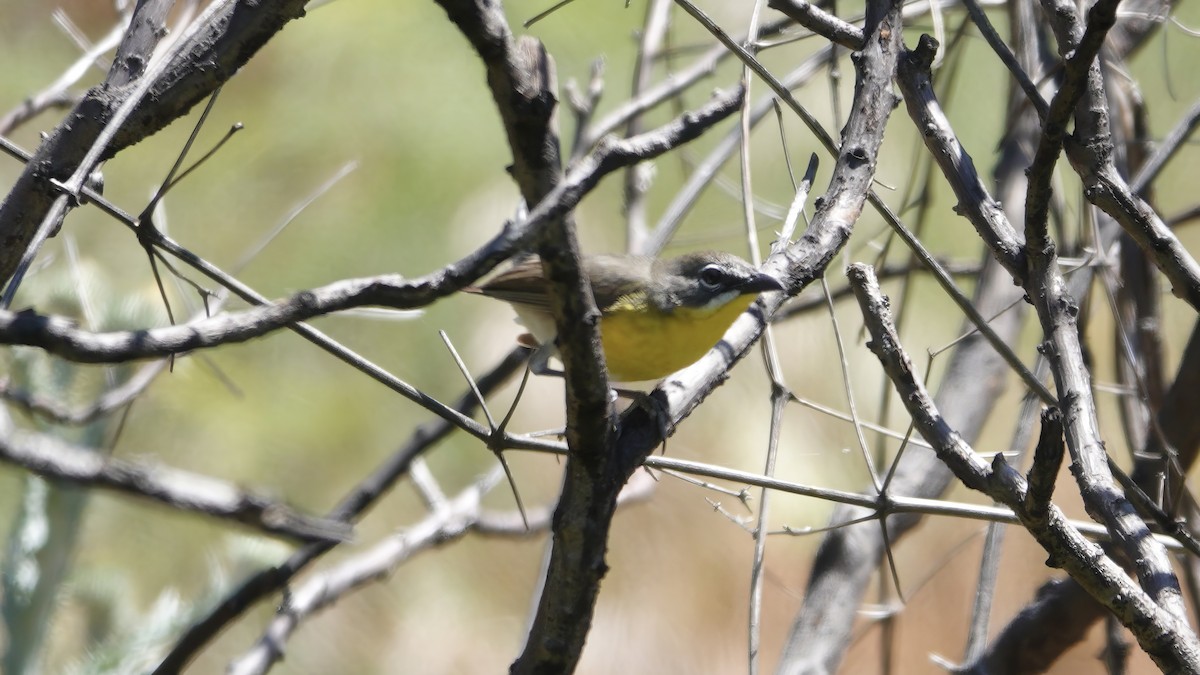Yellow-breasted Chat - ML620996209
