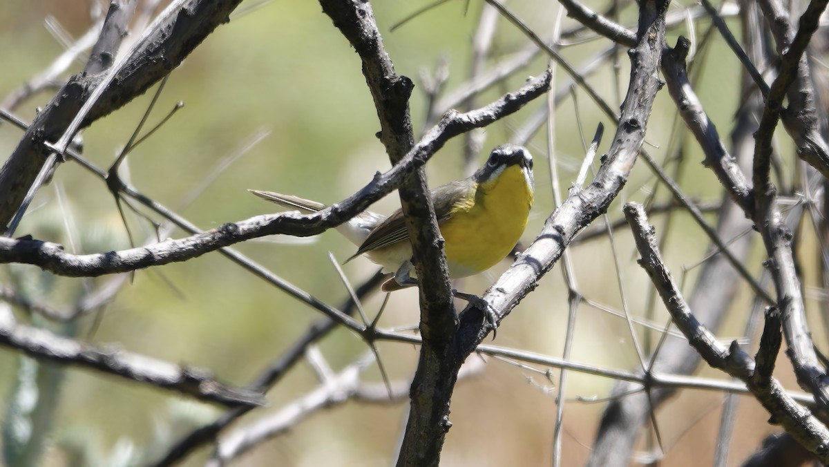 Yellow-breasted Chat - ML620996210