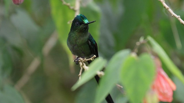 Long-tailed Sylph - ML620996211