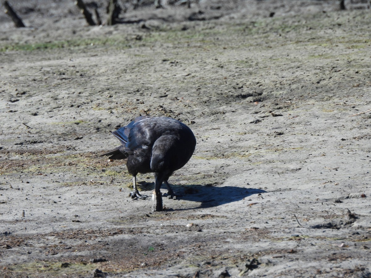 American Crow - ML620996215