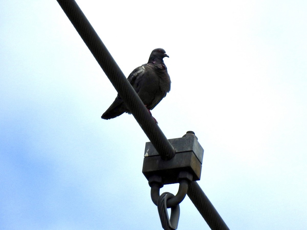 Rock Pigeon (Feral Pigeon) - ML620996234