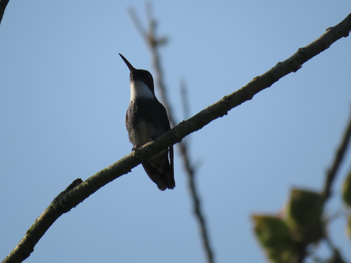 White-throated Hummingbird - ML620996268