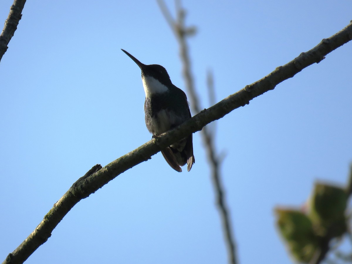 White-throated Hummingbird - ML620996269