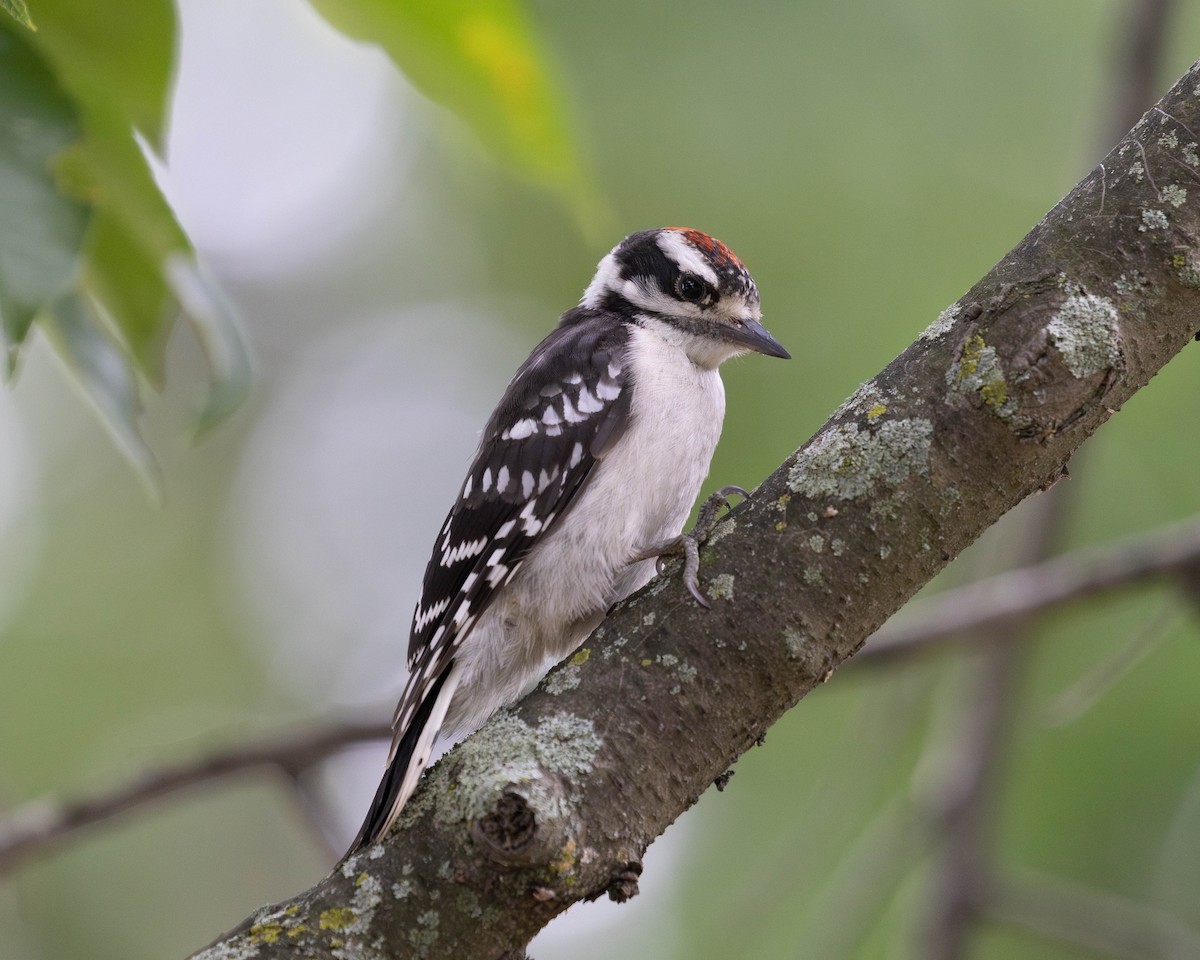 Downy Woodpecker (Eastern) - ML620996271