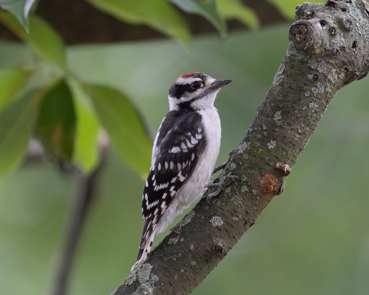 Downy Woodpecker (Eastern) - ML620996272