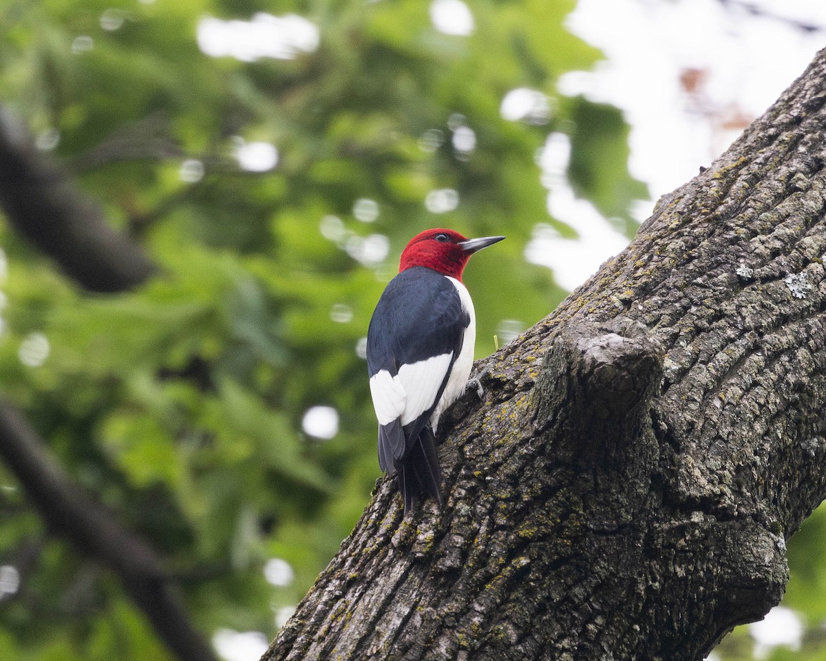 Red-headed Woodpecker - ML620996287