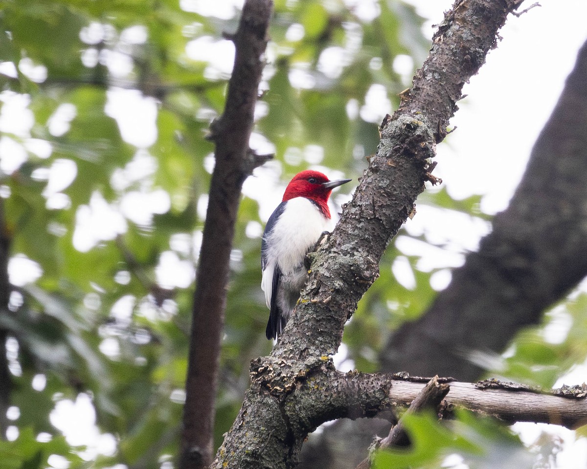 Red-headed Woodpecker - ML620996320