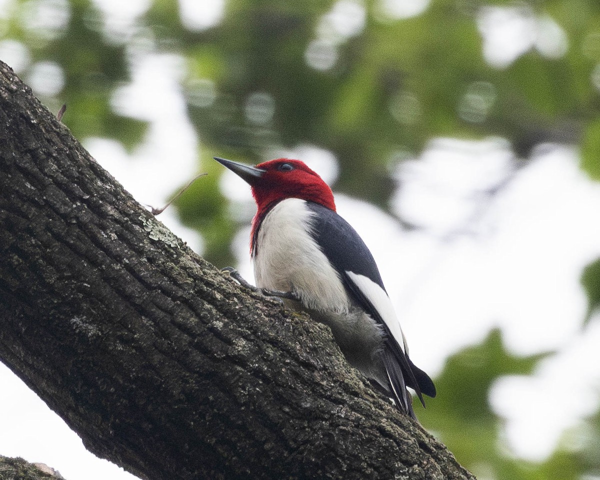 Red-headed Woodpecker - ML620996328