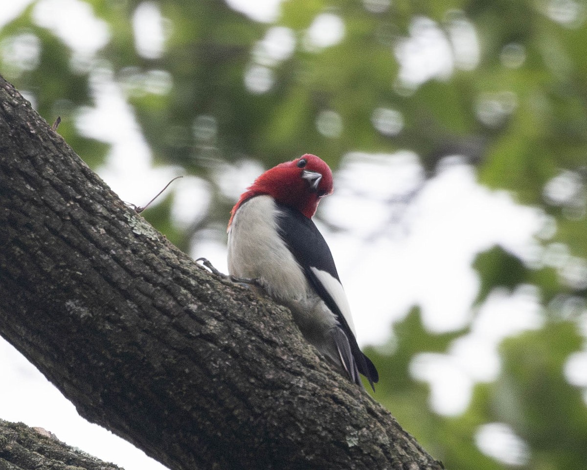 Red-headed Woodpecker - ML620996330