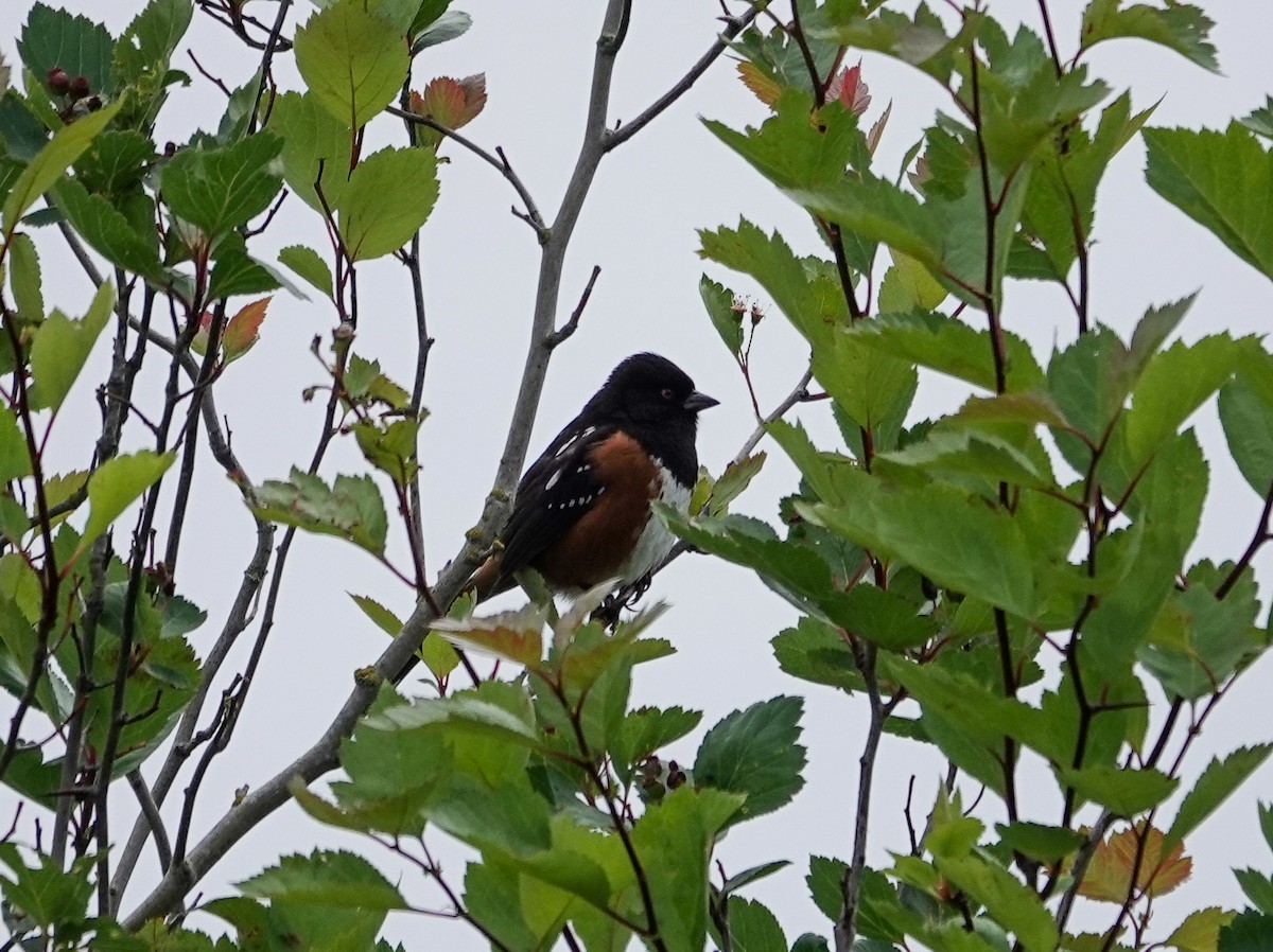 Spotted Towhee - ML620996343