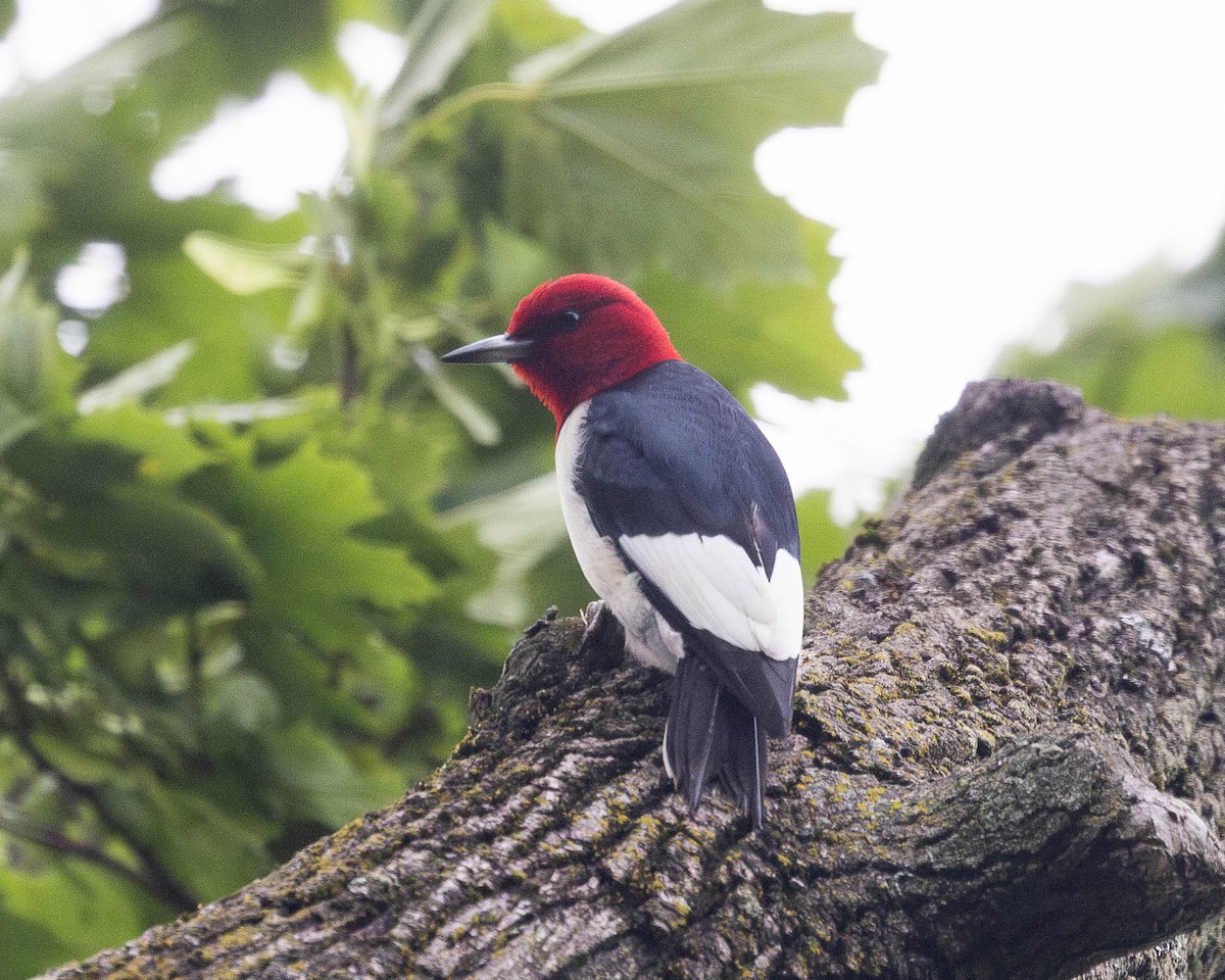Red-headed Woodpecker - ML620996349