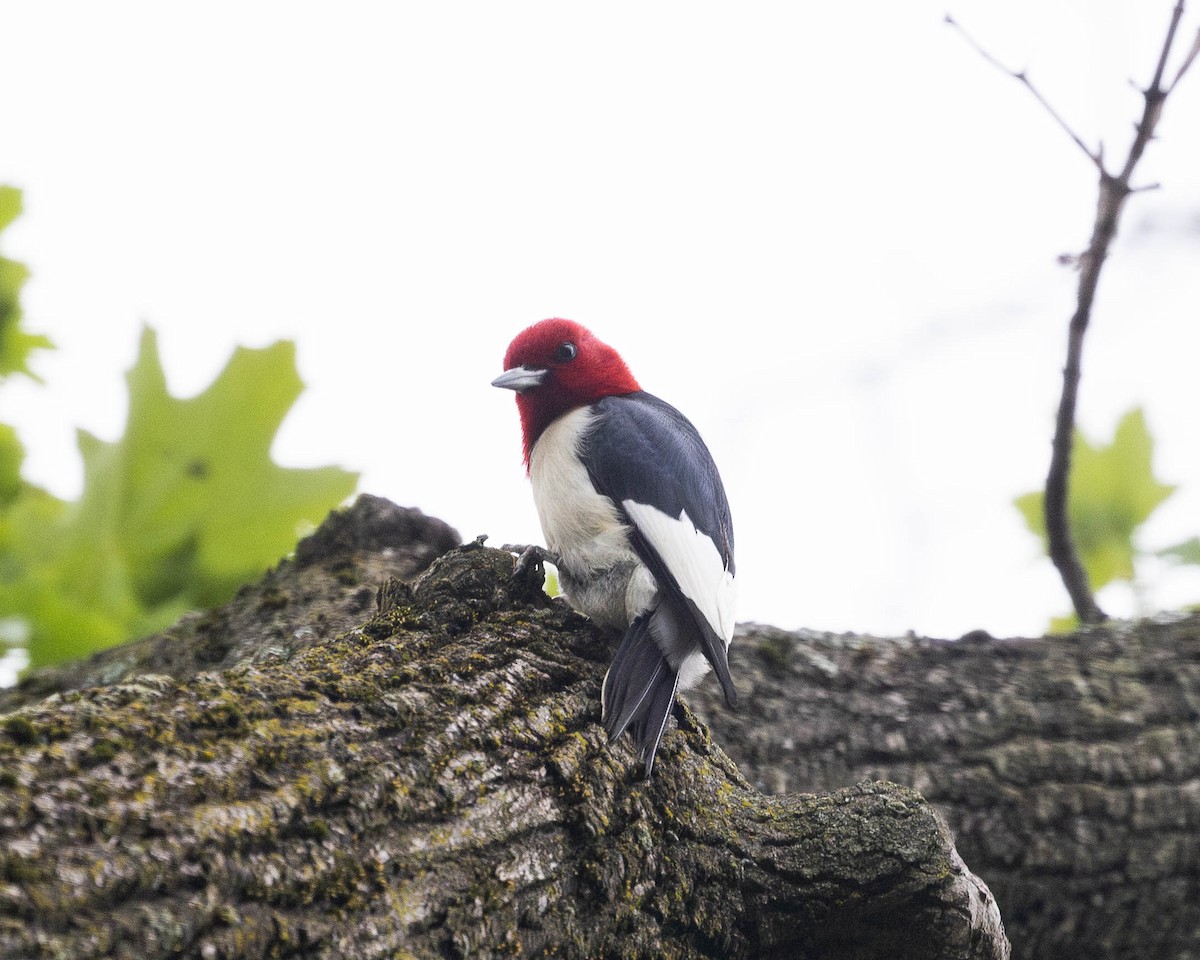 Red-headed Woodpecker - Austin Johnson