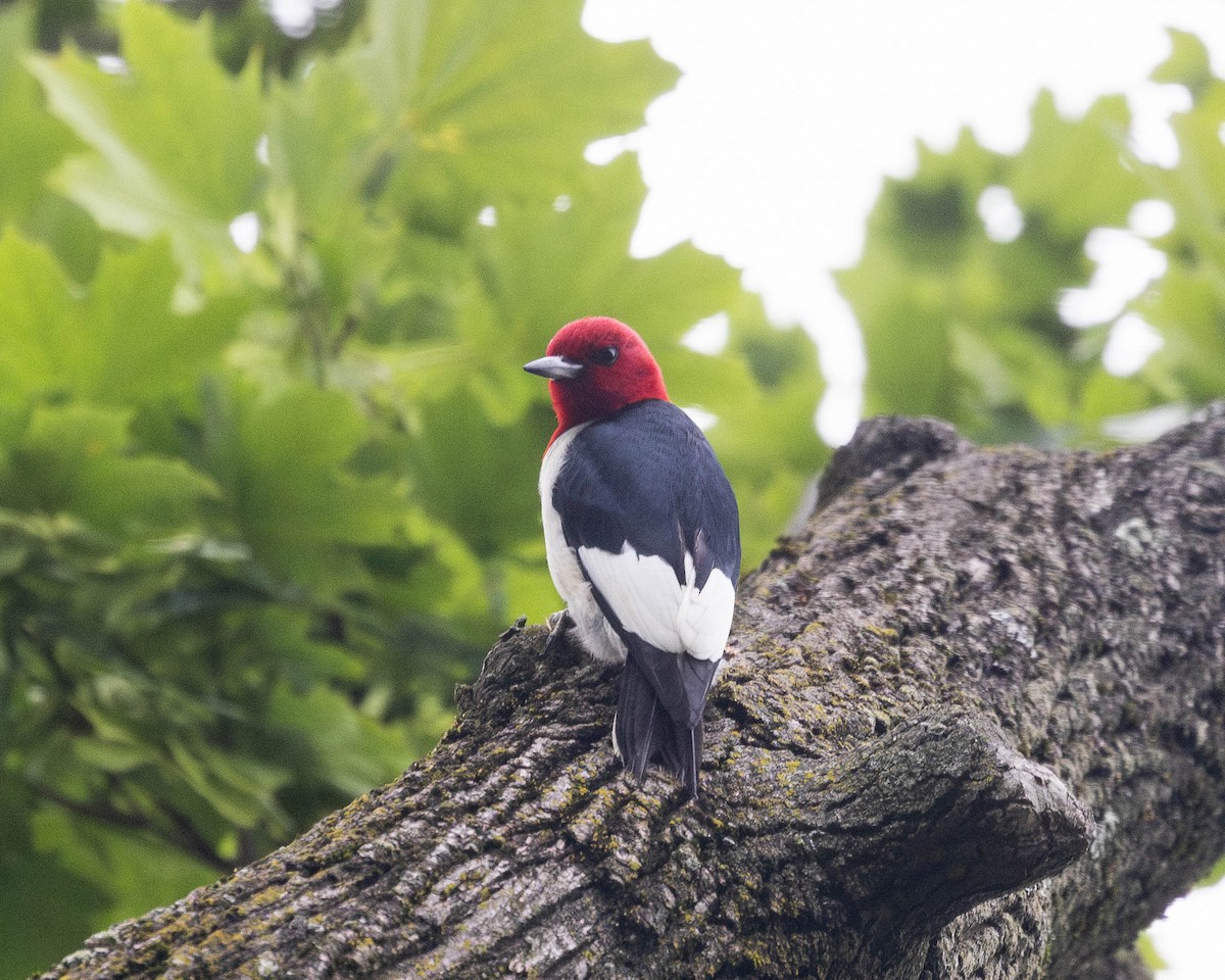 Red-headed Woodpecker - ML620996351