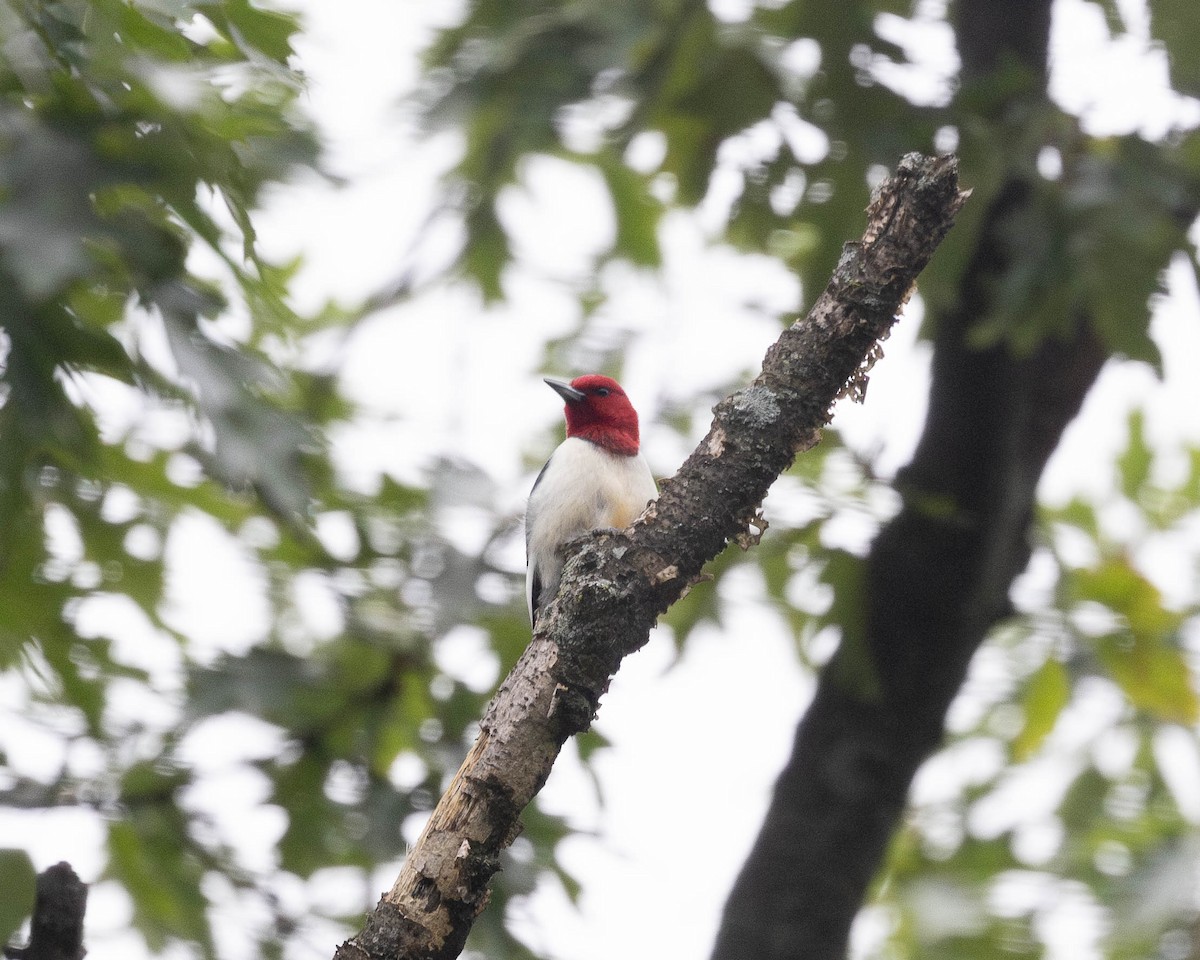 Red-headed Woodpecker - ML620996353