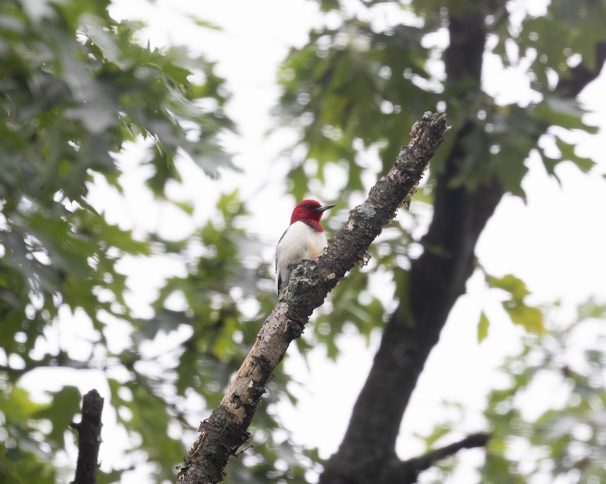 Red-headed Woodpecker - ML620996354