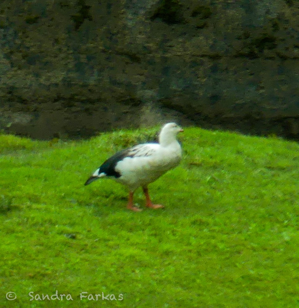 Andean Goose - ML620996360