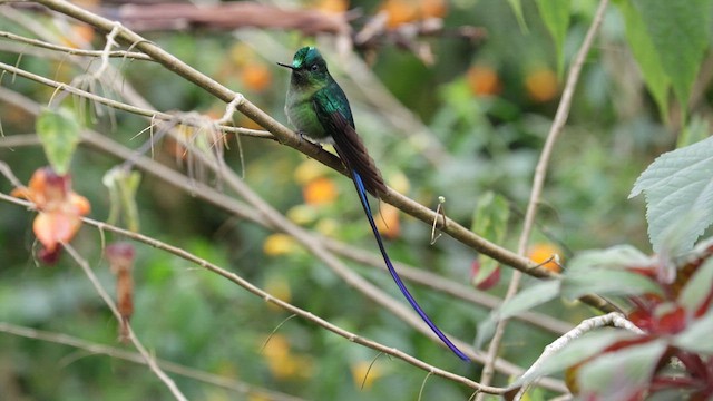 Long-tailed Sylph - ML620996363