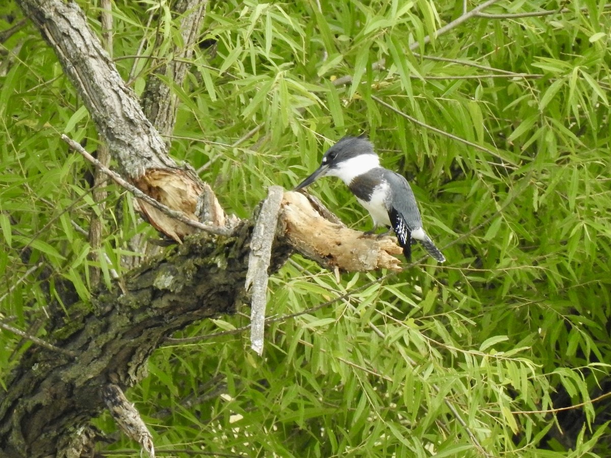 Belted Kingfisher - ML620996372