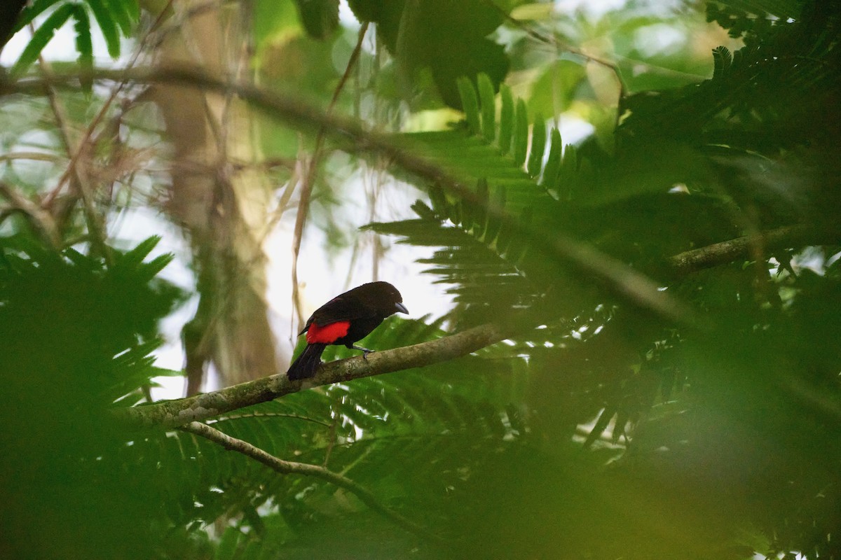 Scarlet-rumped Tanager - ML620996399