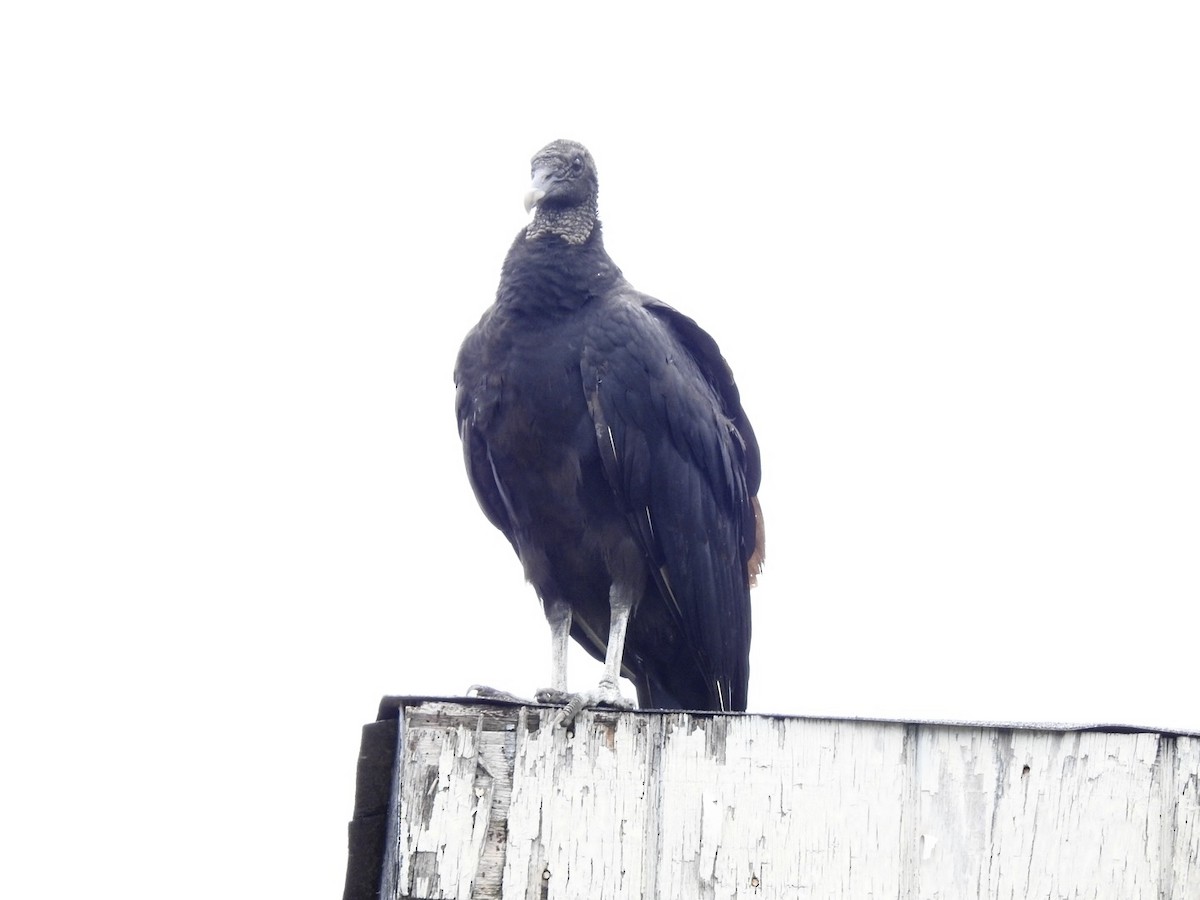 Black Vulture - ML620996409
