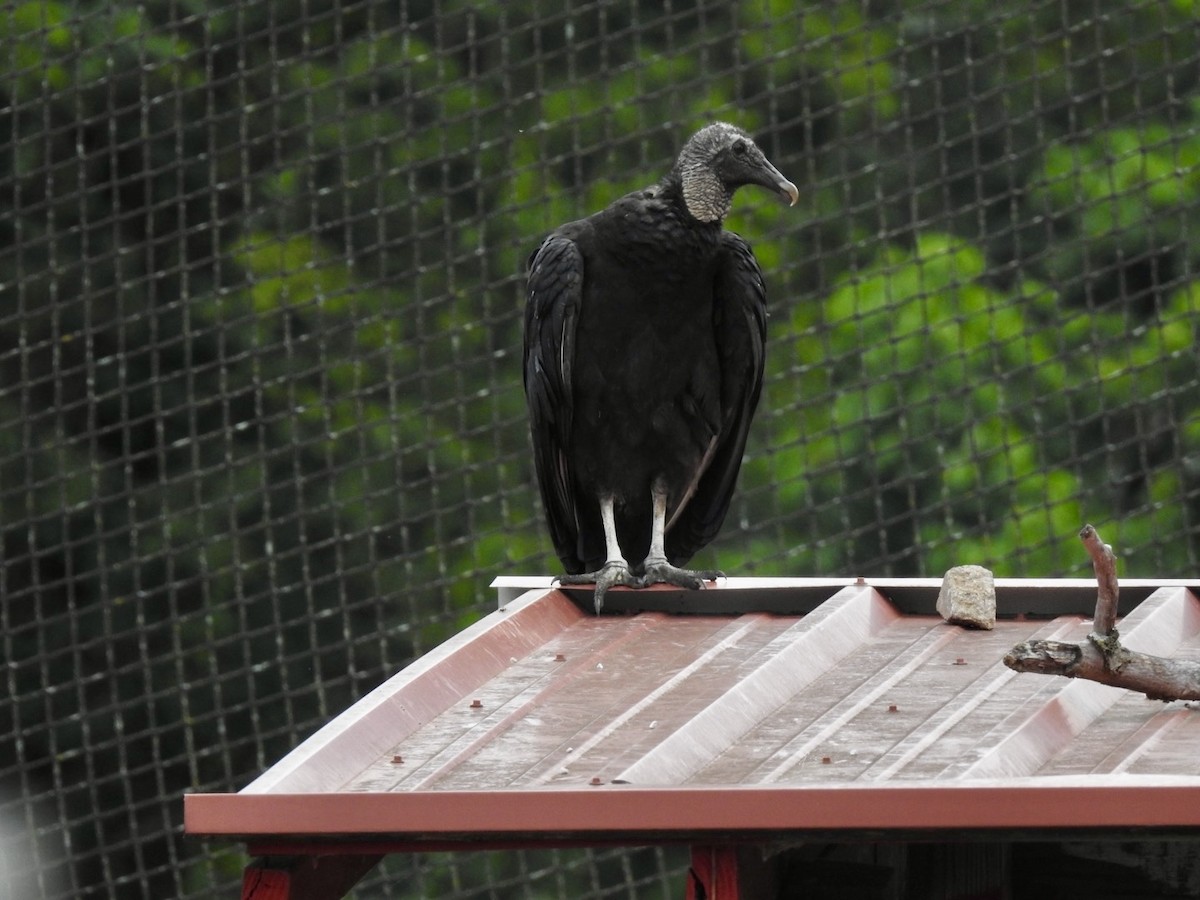 Black Vulture - ML620996410