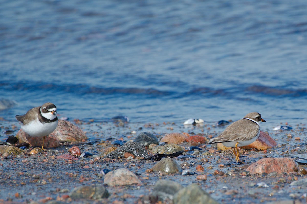 Semipalmated Plover - ML620996448